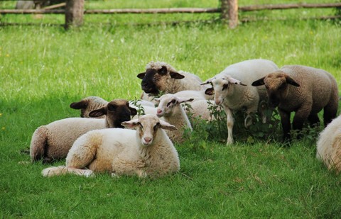 sheep_lambs_flock_of_sheep_animal_children_spring_meadow_sch_fchen_nature-618094 (1)