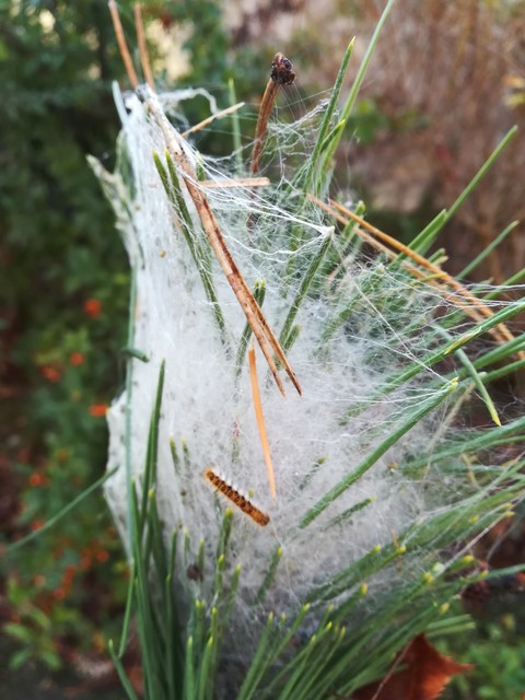 chenille du pin novembre